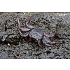 Sally Lightfoot Crab