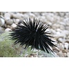 Shortspine Urchin