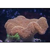 Toadstool Leather Green
