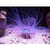 Tube Anemone