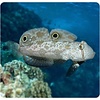 Twin Spot Goby