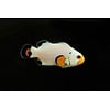 Wyoming White Clownfish (Ocellaris)
