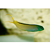 Forktail Blenny