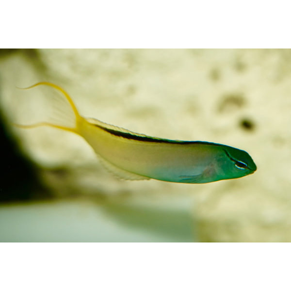 Biota Forktail Blenny