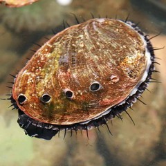 Biota