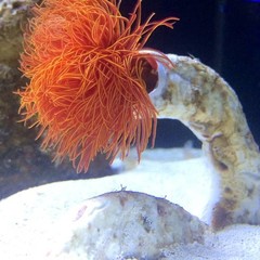 Products tagged with saltwater invertebrate