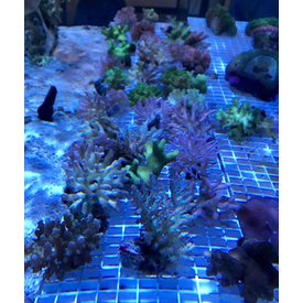 Mother Nature Acropora Colonies