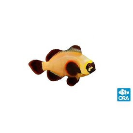 ORA Gold Nugget Maroon Clownfish