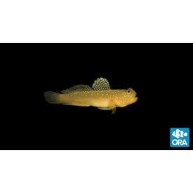 ORA Captive Bred Watchman Goby
