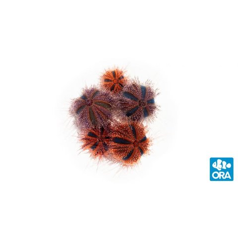 Red Tuxedo Urchin