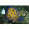 Annularis Angelfish