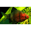 Black Ruby Barb