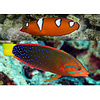 Red Coris Wrasse