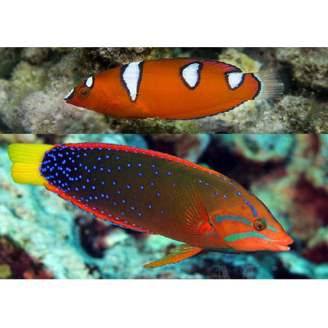 Red Coris Wrasse