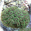Galaxy Coral Gold Colony