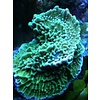 Montipora danae Frag