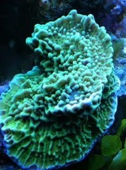 Products tagged with monti coral