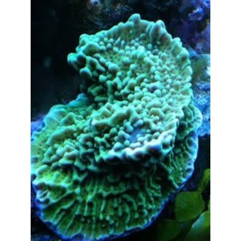 Montipora danae Frag