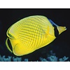 Latticed Butterflyfish
