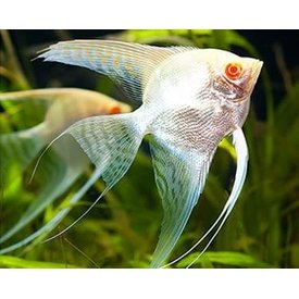  Freshwater Angelfish Albino