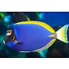 Purple Powder Blue Hybrid Tang ( Acanthurus cf leucosternon  )