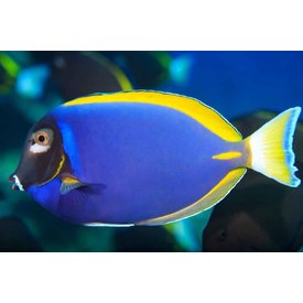  Purple Powder Blue Hybrid Tang ( Acanthurus cf leucosternon  )