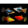 Assorted Platy