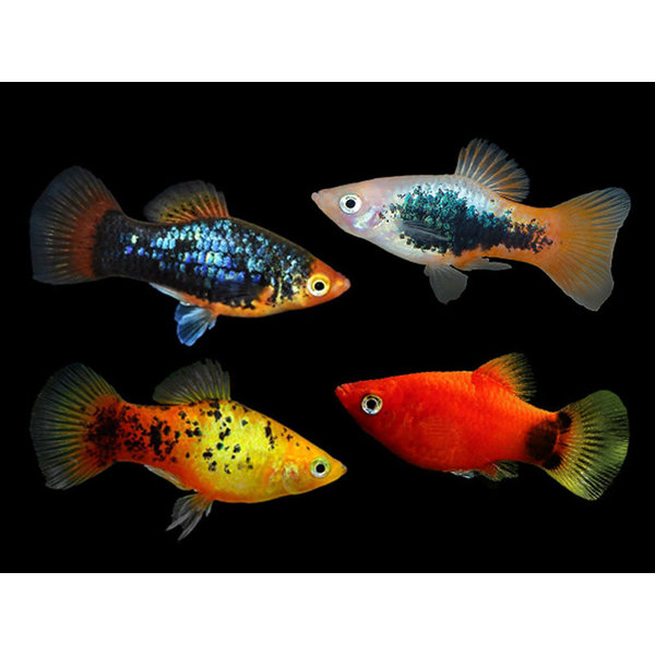  Assorted Platy