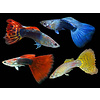Asst  Male Guppy