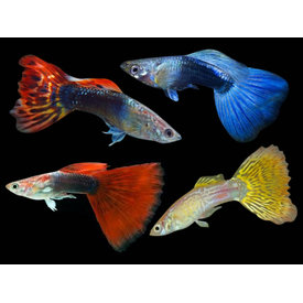  Asst  Male Guppy
