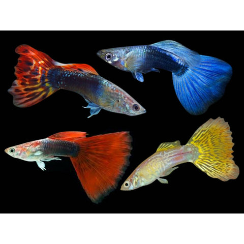 Asst  Male Guppy