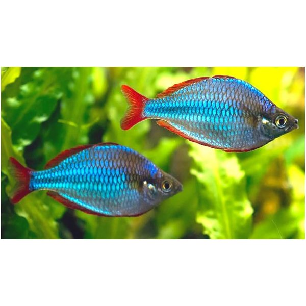  Praecox Rainbowfish