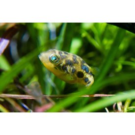  Pea Puffer