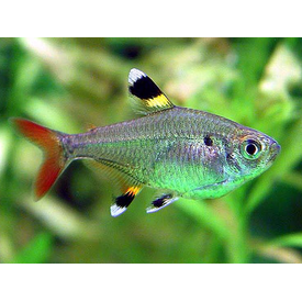  Pristella Tetra