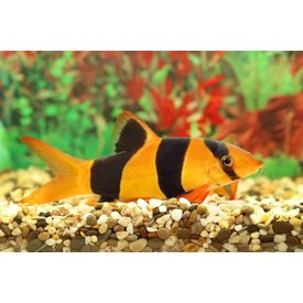  Clown Loach, 3-5"