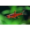 Chili Rasbora