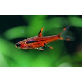  Chili Rasbora