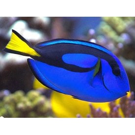  Regal Tang 5"