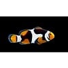 Onyx Picasso Percula Clownfish