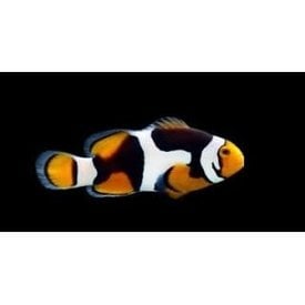  Onyx Picasso Percula Clownfish