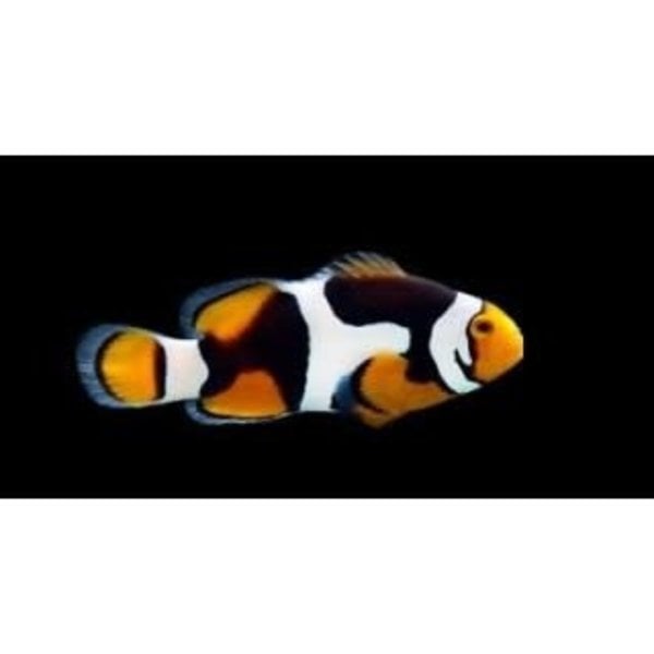  Onyx Picasso Percula Clownfish