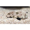 Twin Spot Goby