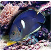 Keyhole Angelfish ( Centropyge tibicen )