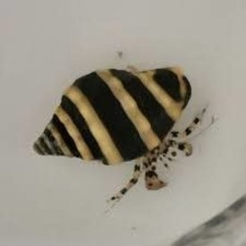  Bumble Bee Hermit