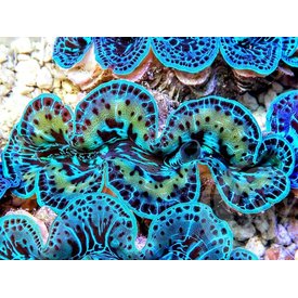  Maxima Clam