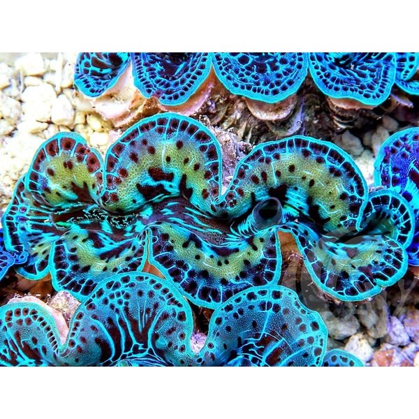  Maxima Clam