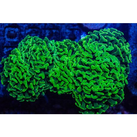 Malaysia Hammer Coral Frag Asstored