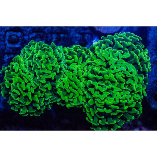  Malaysia Hammer Coral Frag Asstored