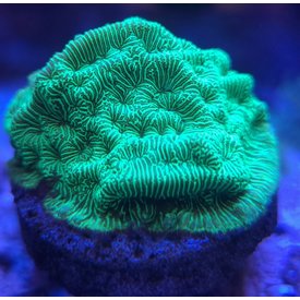  Green Lepto Large Frag