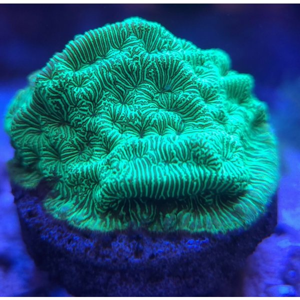  Green Lepto Large Frag